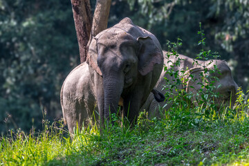 Elephants are large mammals and are the largest land animals. Wild elephants eat plants. They are big, have a small head, big legs, and have a trunk that reaches to the ground. That trunk is the nose.