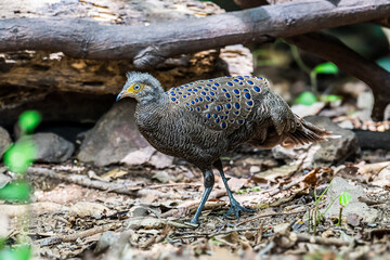 Grey Peacock Pheasant Yellow around the eyes, some are light red or pink. The body's fur is gray with densely distributed yellowish-white fine spots. The neck is white.	