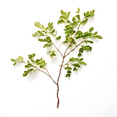 Obraz premium A beautiful green bush tree isolated on a white background