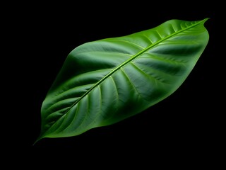 MONSTERA leaf in black background, 