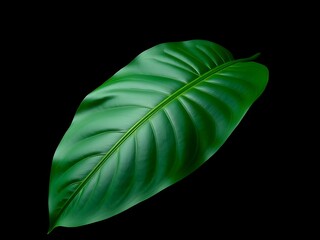 MONSTERA leaf in black background, 