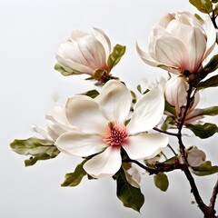 Obraz premium A beautiful green bush tree isolated on a white background