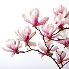 Fototapeta premium A beautiful green bush tree isolated on a white background