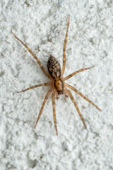 Araneomorph spider - Liocranum rupicola, small beautiful colored spider from European woodlands and mixed forests, Zlin, Czech Republic.