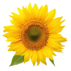 Fototapeta premium sunflower bloom isolated on black