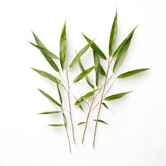 Obraz premium A beautiful green bush tree isolated on a white background