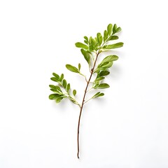 Fototapeta premium A beautiful green bush tree isolated on a white background