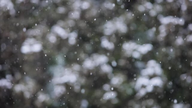 雪景色 杉林 奈良県吉野
