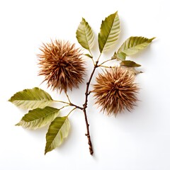 A beautiful green bush tree isolated on a white background