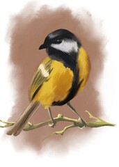 Hand drawn illustration of tit bird