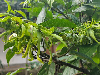 Ylang-ylang flower (ilang-ilang), Cananga odorata, long yellow petals, curved flat lines, fragrant. In ornamental gardens.