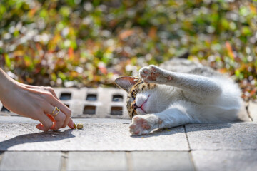 The Cat on the floor.