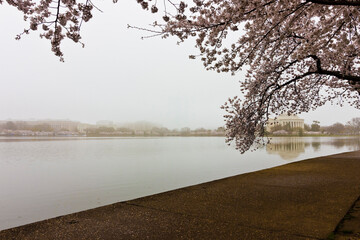 Early morning mist at springtime around the Tidal Basin, featuring the cherry trees blossoming and Thomas Jefferson Memorial, National Mall, Washington DC
