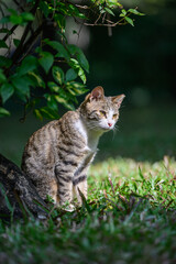 Cat sitting on The grass