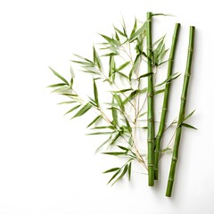A beautiful green bush tree isolated on a white background
