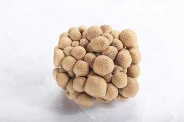 Raw asiam delicacy mushroom Shimeji