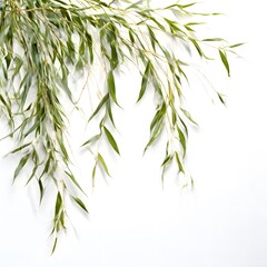 Obraz premium A beautiful green bush tree isolated on a white background