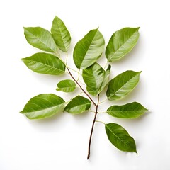 Fototapeta premium A beautiful green bush tree isolated on a white background