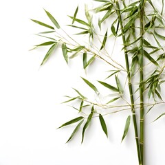 Obraz premium A beautiful green bush tree isolated on a white background