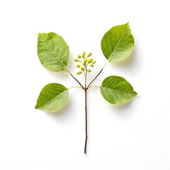 Fototapeta premium A beautiful green bush tree isolated on a white background