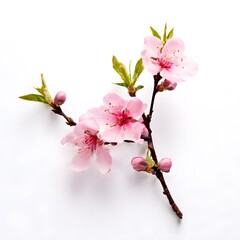 A beautiful green bush tree isolated on a white background