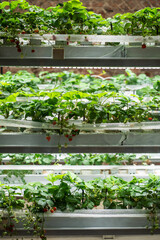 Racks of strawberry cultivation in greenhouse using drip irrigation. Mini-farm for growing strawberries indoors in artificial substrate. Industrial food production of Fragaria x ananassa in hothouse