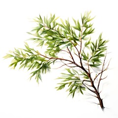 Fototapeta premium A beautiful green bush tree isolated on a white background