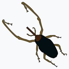 A small insect with antennae and legs. The beetle is a pest.