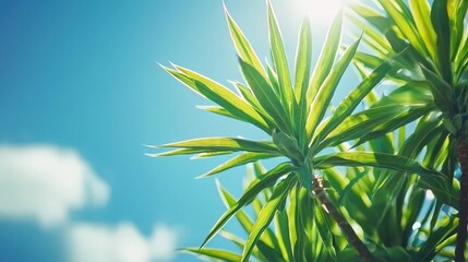Obraz premium Yucca tree, plant, palm, sky, summer, tropical, bamboo, grass, spring, leaves, branch, growth, illustration, flower, vector, sun, forest, foliage, rosemary, pattern, garden, blue, season