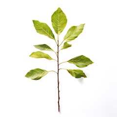 A beautiful green bush tree isolated on a white background