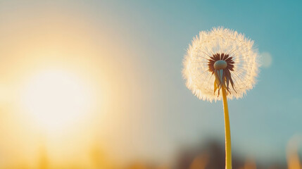 Dandelion clock is being lit by golden hour sunlight with plain gray-blue background, creating dreamy warm lighting