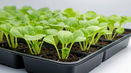 Verdant seedlings emerging from dark seed tray, bright sunlight highlighting tender green sprouts against muted blue-gray backdrop