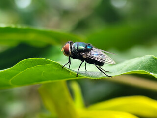 Flying insects with red eyes and thin wings perch on green leaves, this type is often seen flying in the kitchen and garbage.