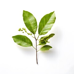 Fototapeta premium A beautiful green bush tree isolated on a white background