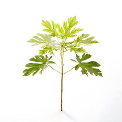 A beautiful green bush tree isolated on a white background
