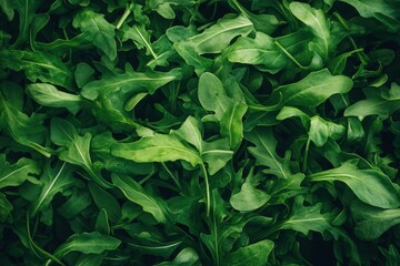 Fototapeta premium Fresh arugula salad made from a pile of green leaves
