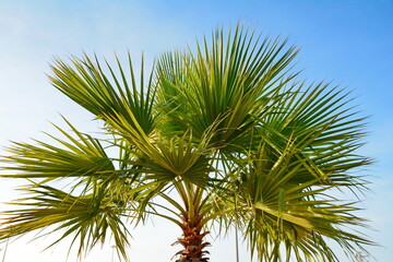 Palm trees against blue sky, Palm trees at tropical coast, coconut tree, summer tree.