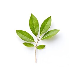 Obraz premium A beautiful green bush tree isolated on a white background