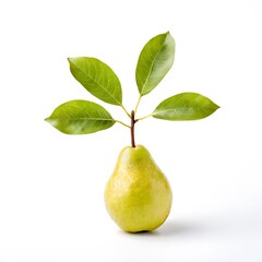 A beautiful green bush tree isolated on a white background