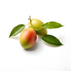 A beautiful green bush tree isolated on a white background