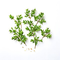 Obraz premium A beautiful green bush tree isolated on a white background