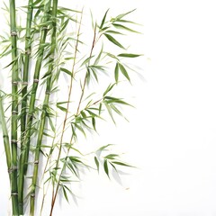 A beautiful green bush tree isolated on a white background