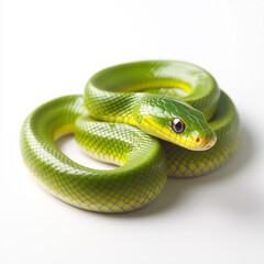Obraz premium Closeup of bright green snake with detailed scales, coiled and resting, isolated on white transparent background, reptiles or wildlife, symbolizing Chinese Lunar New year