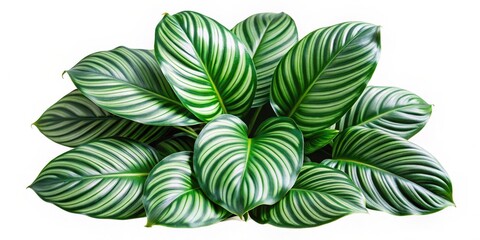 Naklejka premium Calathea Orbifolia leaves isolated on white background, lush green foliage with unique leaf shapes and intricate veination, exotic foliage, indoor plants