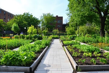 Obraz premium Urban farming initiative emphasizing user feedback community garden vegetated environment aesthetic viewpoint sustainable concept