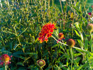 Purple flowers bloomed in the garden