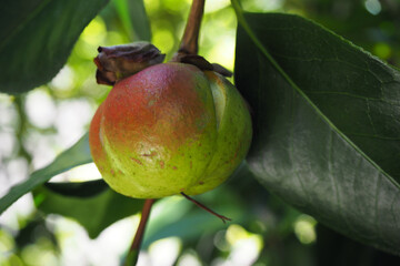 木になっている椿の実