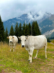 Two white cows in close-up with an alpine landscape in the background. A scene of rural life in harmony with nature.