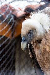 Close-up of vulture in a cage.
