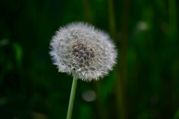 dandelion